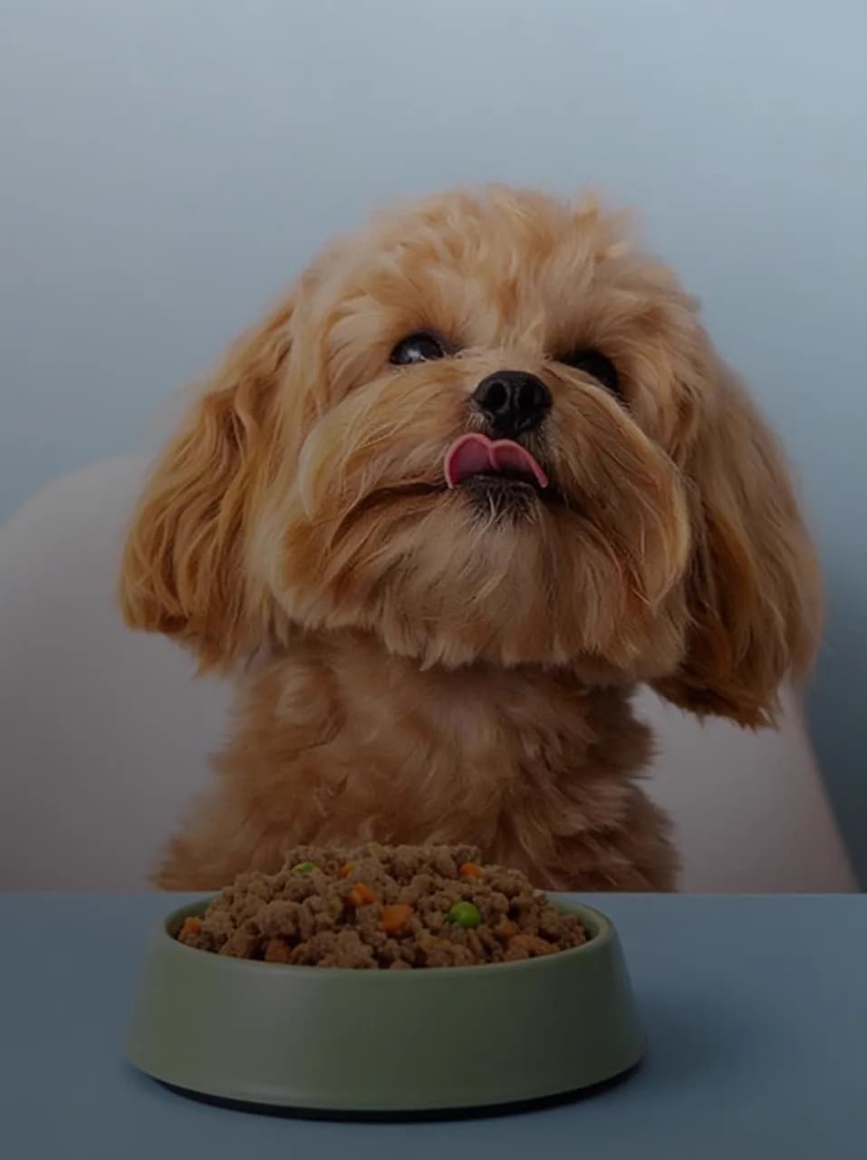 Healthy, fresh, human-grade pet meals.